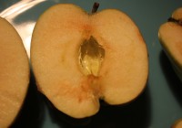 A magnélküli alma