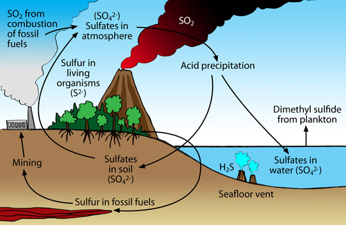 sulfur cycle